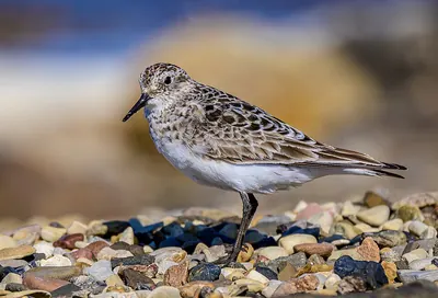 Baird's Sandpiper