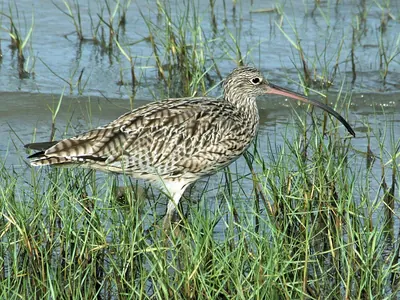 Far Eastern Curlew