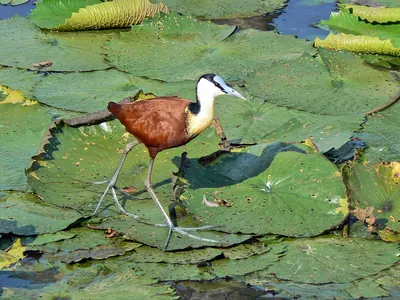 African Jacana