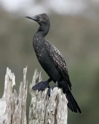 Indian Cormorant