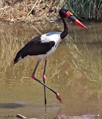 Saddlebill