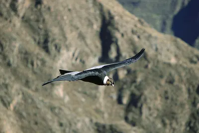 Andean Condor