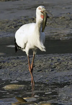 Japanese White Stork