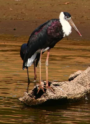 Asian Woollyneck