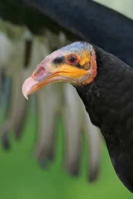 Lesser Yellow-headed Vulture