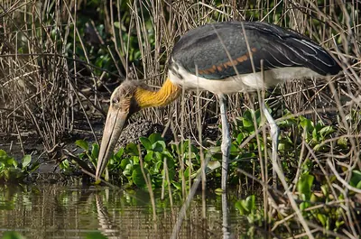 Lesser Adjutant Stork