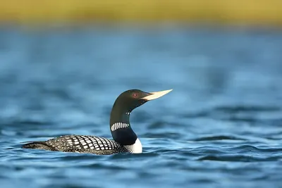 Yellow-billed Diver