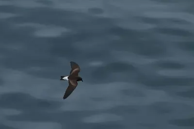 Wedge-rumped Storm-petrel