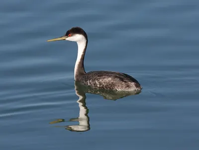 Western Grebe
