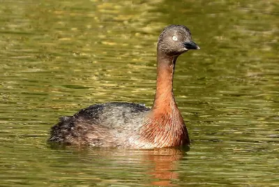 New Zealand dabchick