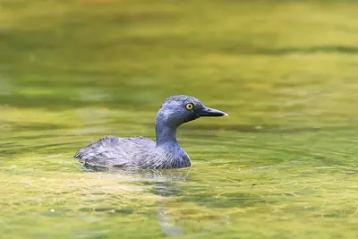 Least Grebe