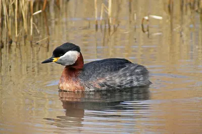 Red-necked Grebe