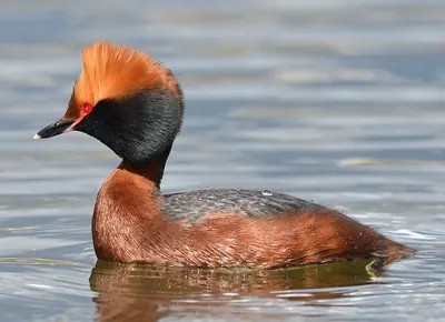 Horned Grebe