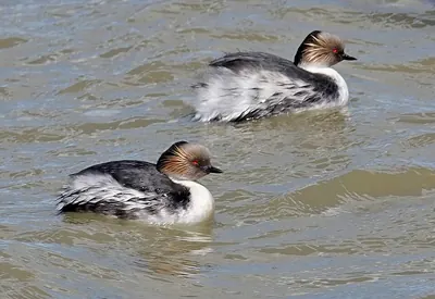 Southern Silvery Grebe