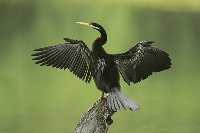 Australasian Darter