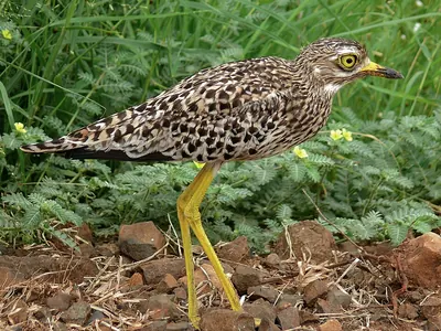 Cape Thick-knee