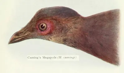 Tabon Scrubfowl
