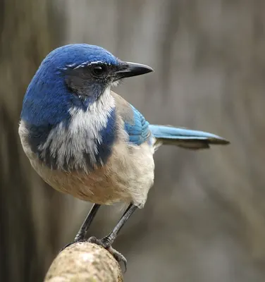 California Scrub Jay