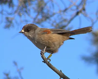 Siberian Jay