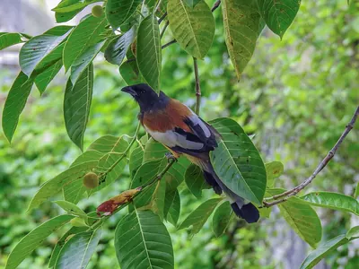 Rufous Treepie