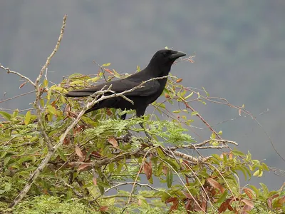 Palm Crow