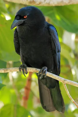 White-necked Crow