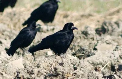 Rook