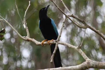 Yucatan Jay
