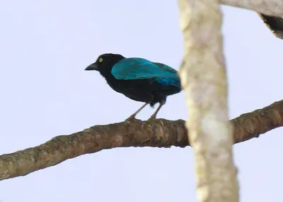 San Blas Jay