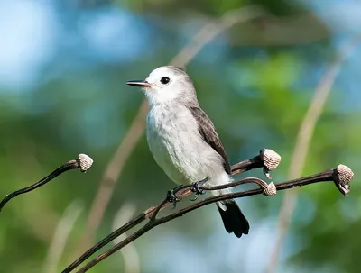 White-headed Marsh Tyrant
