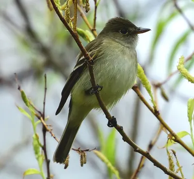 Yellow-bellied Flycatcher