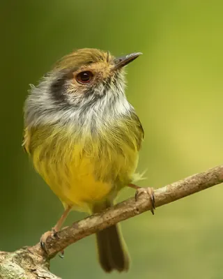 Eared Pygmy-tyrant