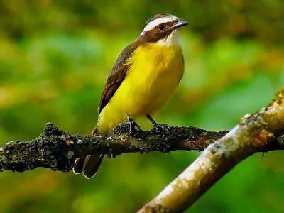 Rusty-margined Flycatcher