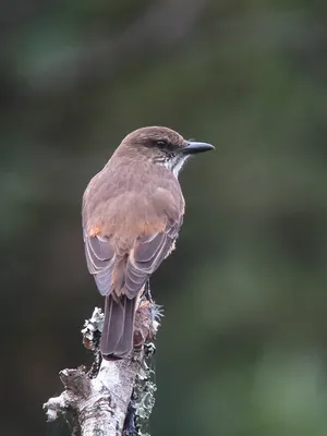 Streak-throated Bush-Tyrant