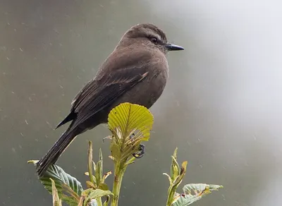 Smoky Bush-tyrant