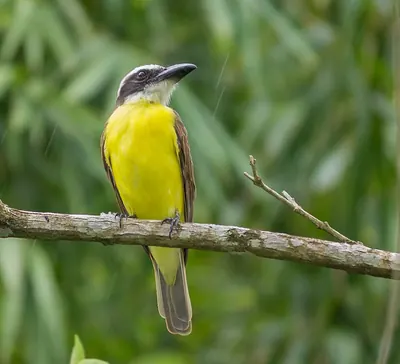 Boat-billed Flycatcher