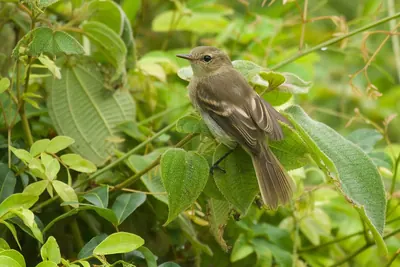 Cocos Flycatcher