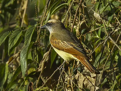Baird's Flycatcher