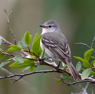 Southern Beardless-tyrannulet