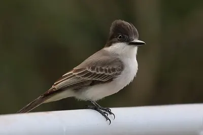 La Sagra's Flycatcher