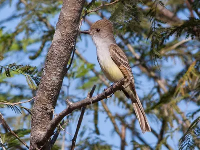 Nutting's Flycatcher
