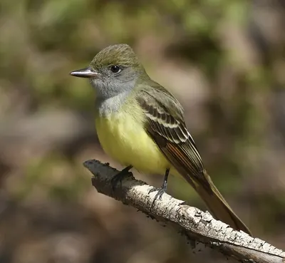 Great Crested Flycatcher