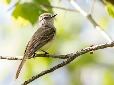 Flammulated Flycatcher
