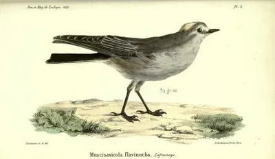 Ochre-naped Ground-tyrant