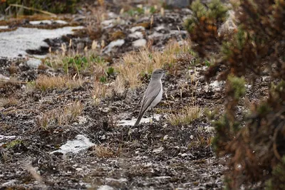 Plain-capped Ground Tyrant