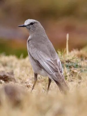 White-fronted Ground Tyrant