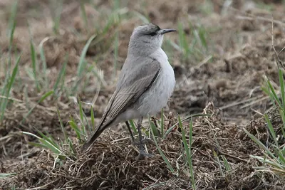 Black-fronted Ground-tyrant