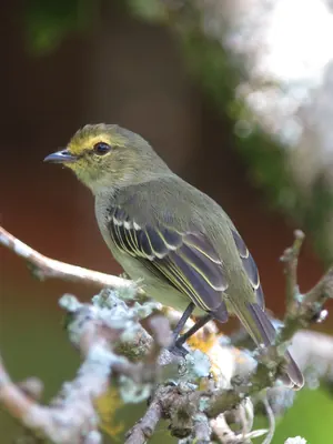 Golden-faced Tyrannulet