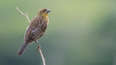 Chestnut-capped Blackbird