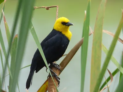 Yellow-hooded Blackbird